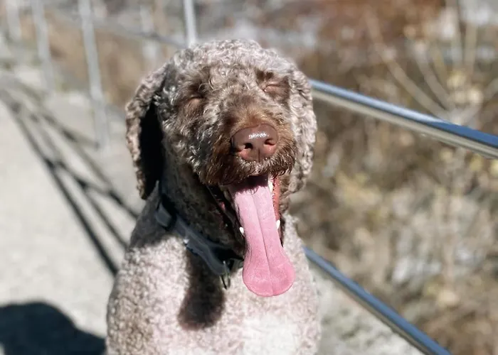 Lägenhetshotell Apartahotel Canfranc 3*